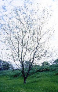 Arbol de Pecan